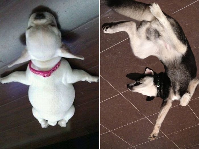 Dog Balloons That Floated To The Ceiling And Now Are Stuck (15 pics)