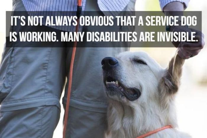Facts About Service Dogs (22 pics)