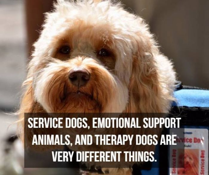 Facts About Service Dogs (22 pics)