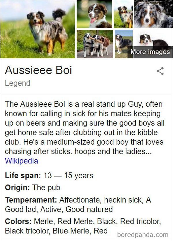 Fake Wikipedia Pages About Dog Breeds Are Better Than The Original Ones (21 pics)