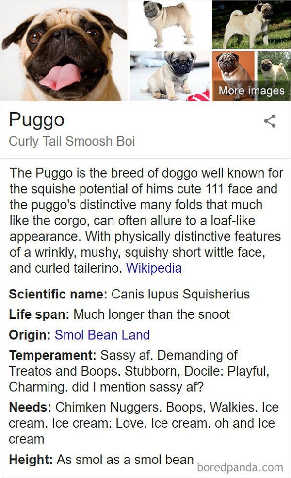 Fake Wikipedia Pages About Dog Breeds Are Better Than The Original Ones (21 pics)