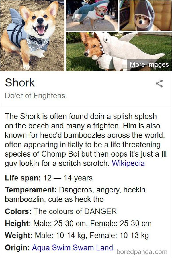 Fake Wikipedia Pages About Dog Breeds Are Better Than The Original Ones (21 pics)