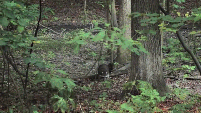 Acid Gifdump, July 23, 2018 (25 gifs)