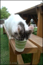 Acid Gifdump, July 23, 2018 (25 gifs)