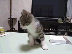 Acid Gifdump, July 23, 2018 (25 gifs)