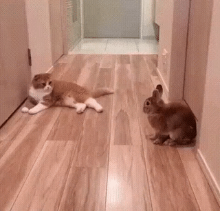 Acid Gifdump, July 23, 2018 (25 gifs)