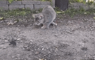 Acid Gifdump, July 23, 2018 (25 gifs)