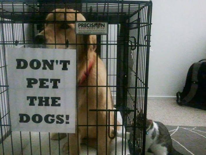 Animals Don’t Care About Human Rules (22 pics)