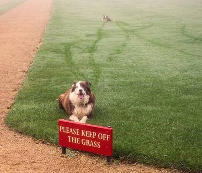 Animals Don’t Care About Human Rules (22 pics)