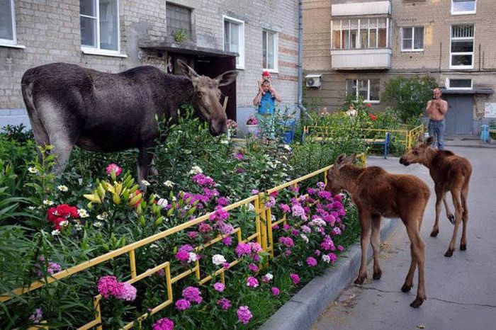 Only In Russia (36 pics)