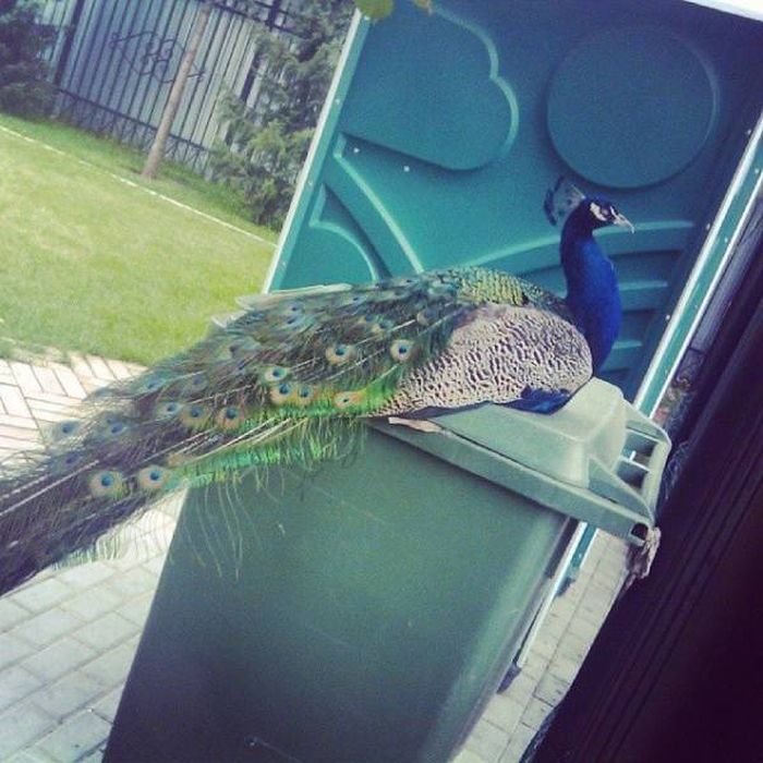 Only In Russia (36 pics)