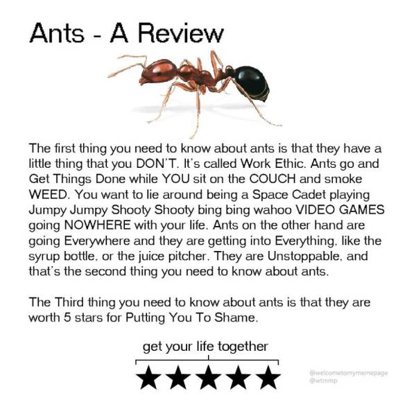 Animal Reviews (16 pics)