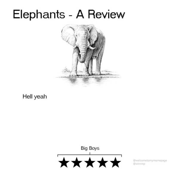 Animal Reviews (16 pics)