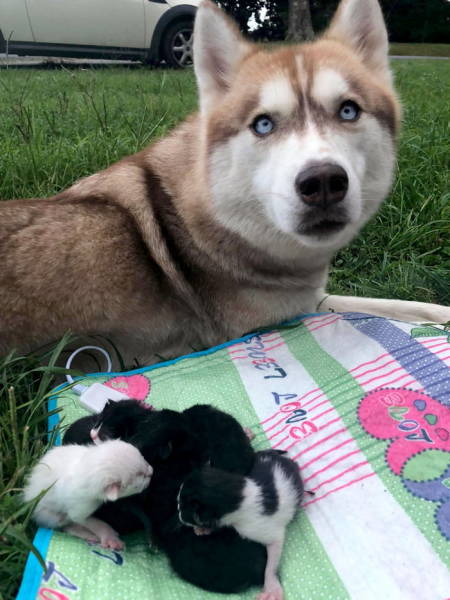 Adorable Huskies (11 pics)