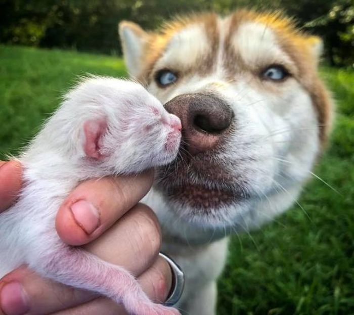 Adorable Huskies (11 pics)