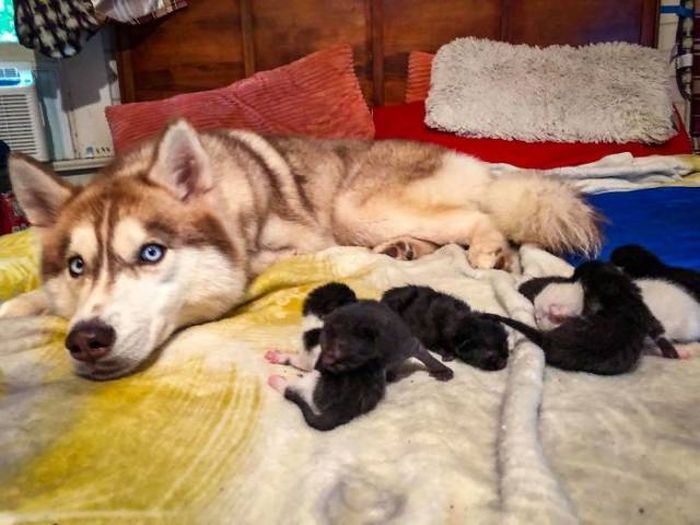 Adorable Huskies (11 pics)