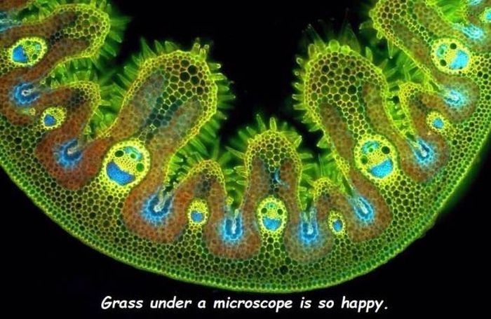 Acid Picdump (99 pics)