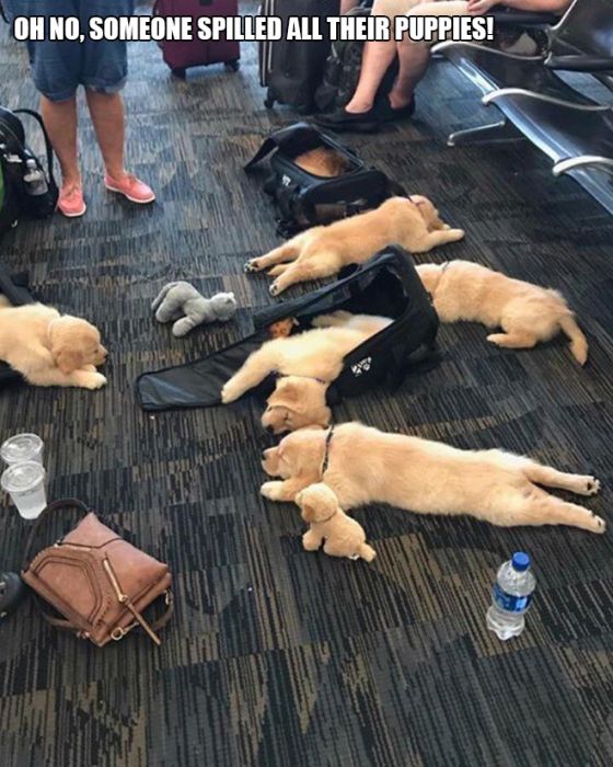 Seen At Airports (19 pics)