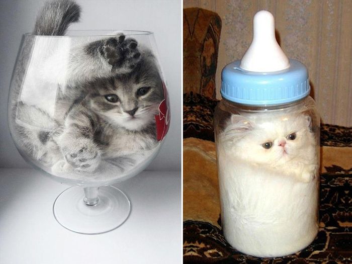 Cats Are Liquid (20 pics)