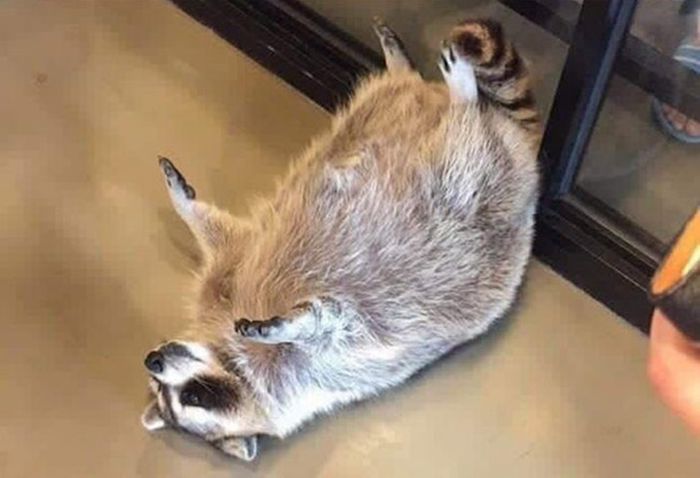 He Is Not Pregnant (2 pics)