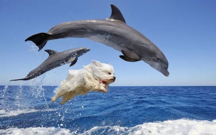 Very Funny Photoshops (34 pics)