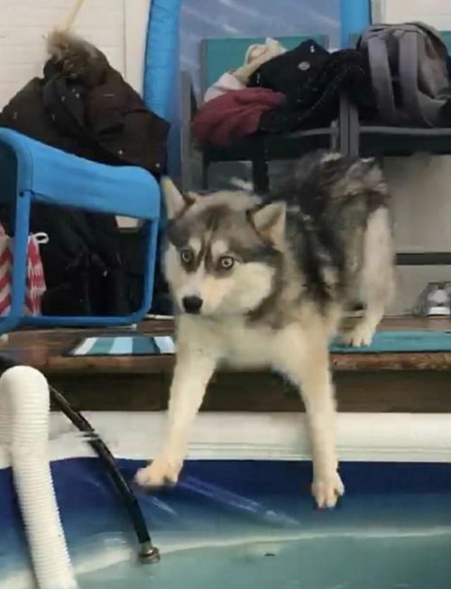 Poor Dog, But It's Just Hilarious (4 pics)