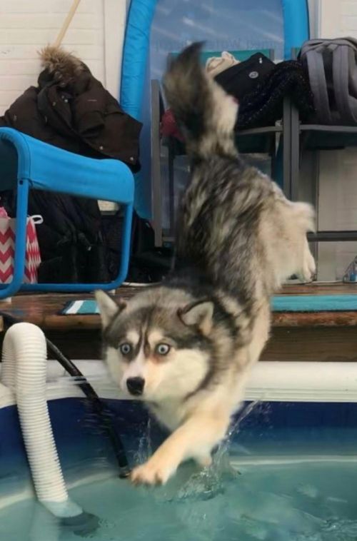 Poor Dog, But It's Just Hilarious (4 pics)