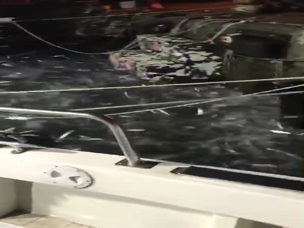 Thousands Of Sardines Jump Into Boat