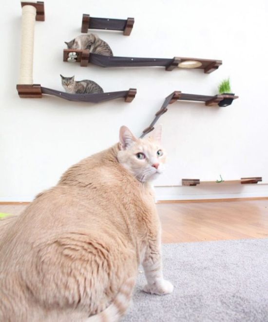 33-Pound Cat On A Weight Loss Journey (20 pics)