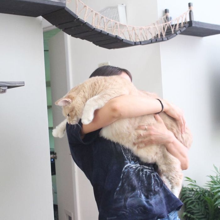 33-Pound Cat On A Weight Loss Journey (20 pics)