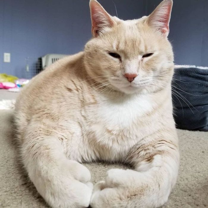 33-Pound Cat On A Weight Loss Journey (20 pics)