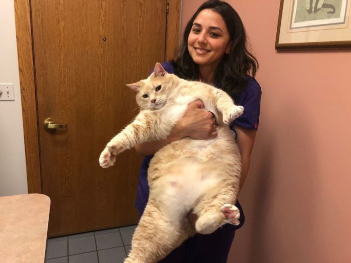 33-Pound Cat On A Weight Loss Journey (20 pics)