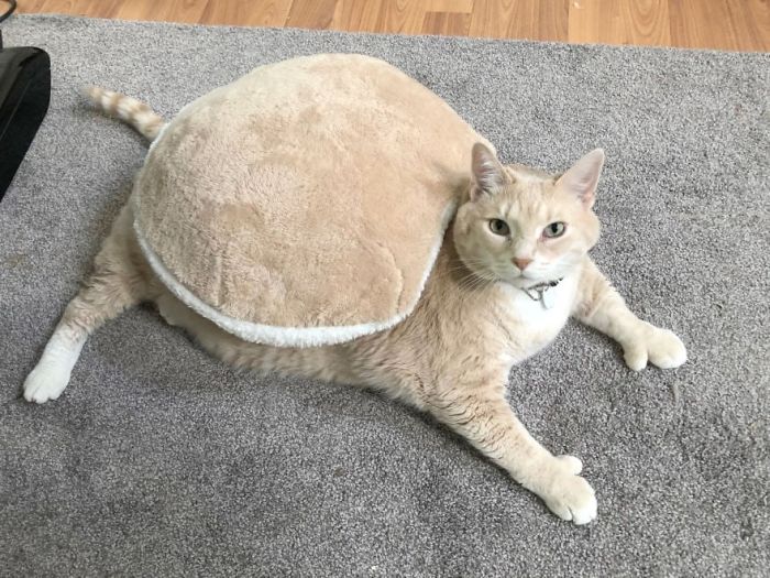 33-Pound Cat On A Weight Loss Journey (20 pics)