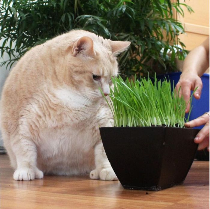 33-Pound Cat On A Weight Loss Journey (20 pics)