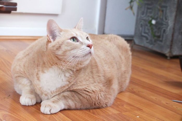 33-Pound Cat On A Weight Loss Journey (20 pics)