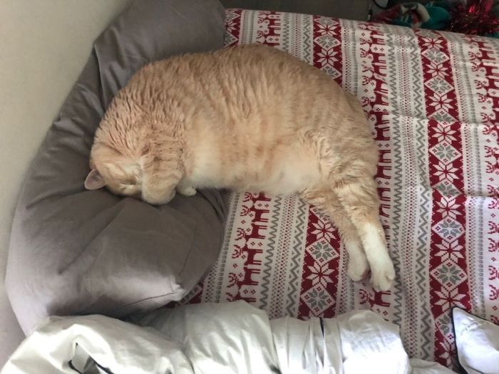 33-Pound Cat On A Weight Loss Journey (20 pics)