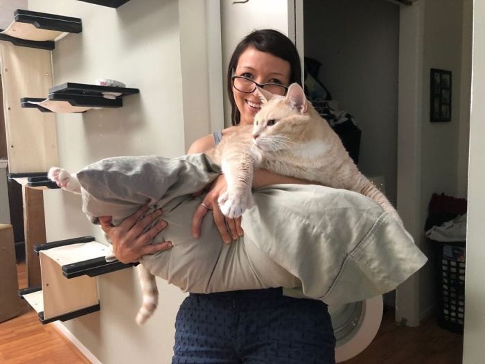 33-Pound Cat On A Weight Loss Journey (20 pics)