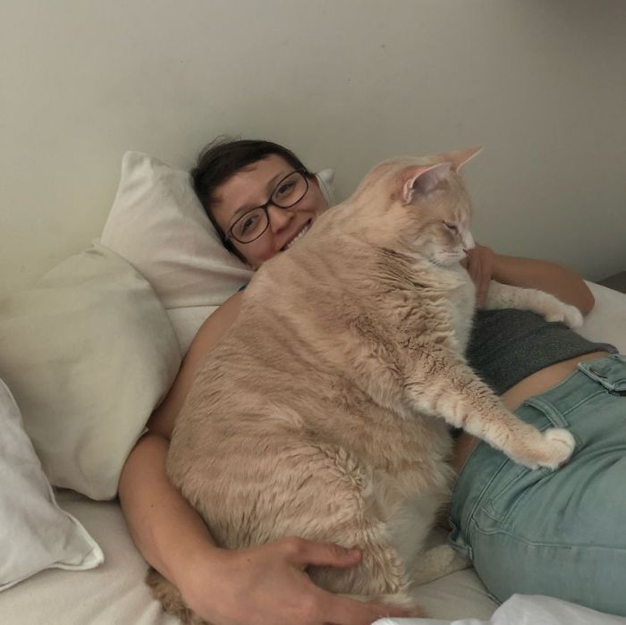33-Pound Cat On A Weight Loss Journey (20 pics)