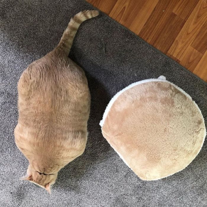 33-Pound Cat On A Weight Loss Journey (20 pics)