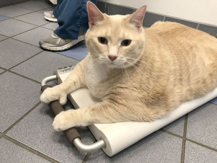 33-Pound Cat On A Weight Loss Journey (20 pics)