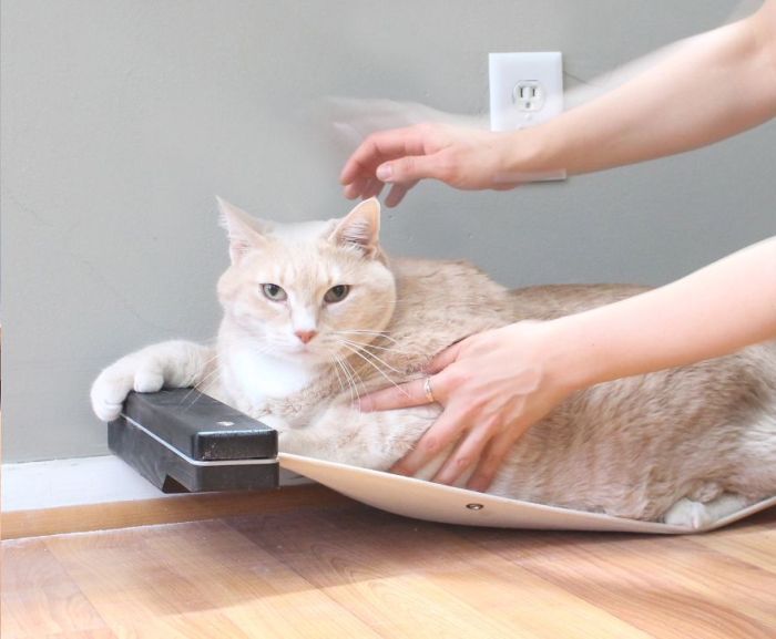 33-Pound Cat On A Weight Loss Journey (20 pics)