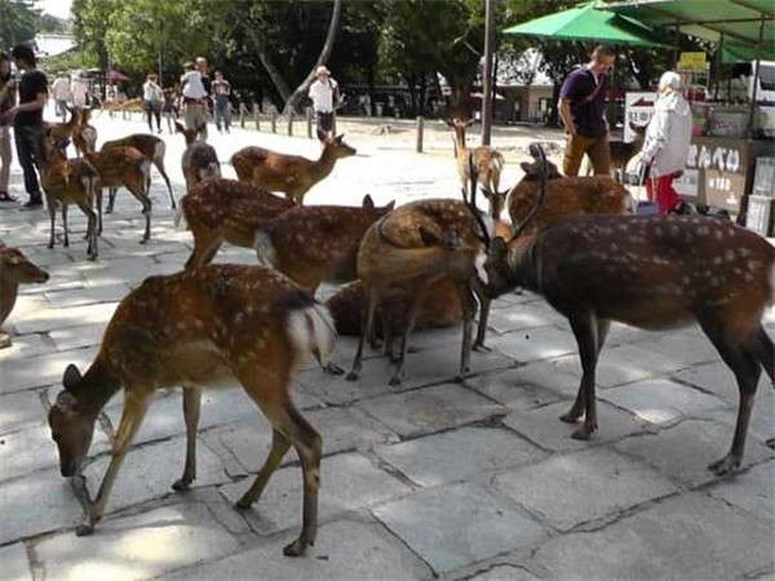 Nara Is a Japanese Deer-City (14 pics)