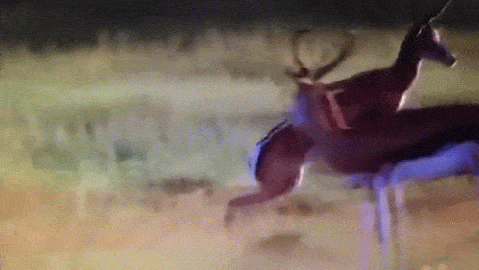 Acid Gifdump, July 26, 2018 (25 gifs)