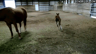 Acid Gifdump, July 26, 2018 (25 gifs)