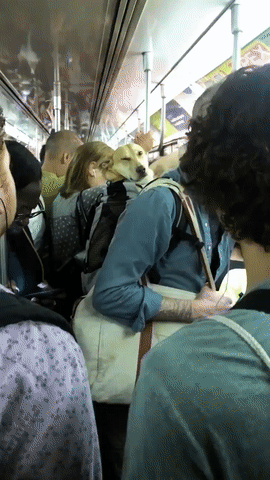 Acid Gifdump, July 26, 2018 (25 gifs)