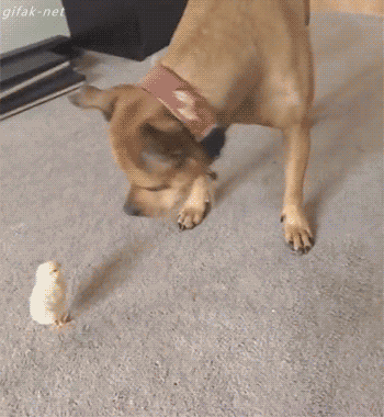 Acid Gifdump, July 26, 2018 (25 gifs)