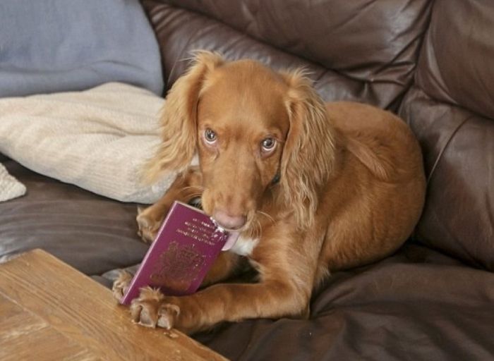 The Family Missed Their Vacation Because Of A Puppy Who Has Eaten A Passport (2 pics)