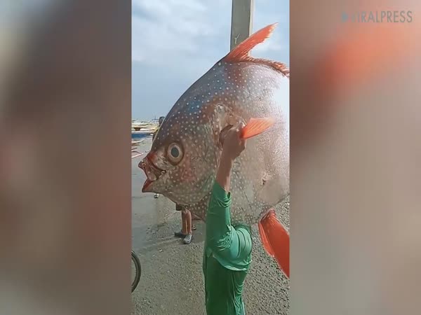 Fisherman Carries Giant Moonfish On Shoulders