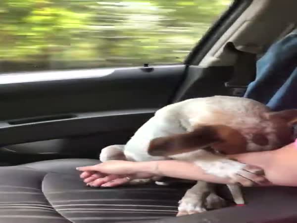Rescued Dog Can't Thank Enough