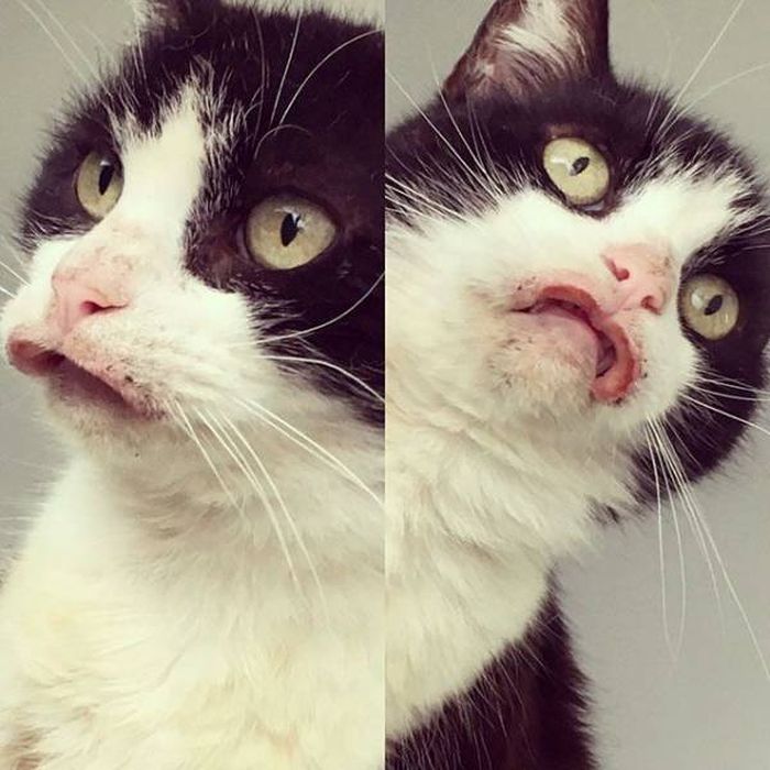When Allergy Strikes (19 pics)